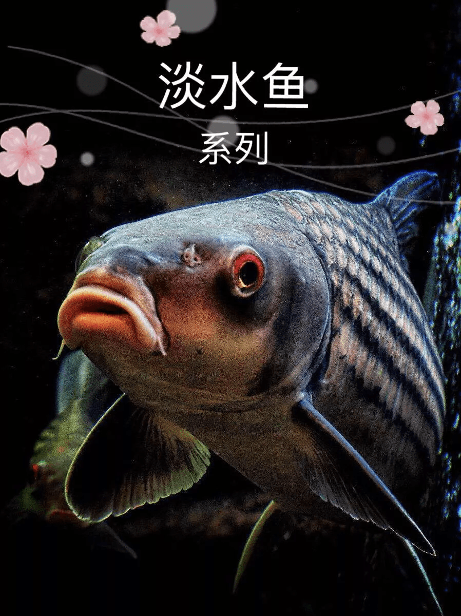 土鲮鱼图片大全(土鲮鱼好吃吗)
