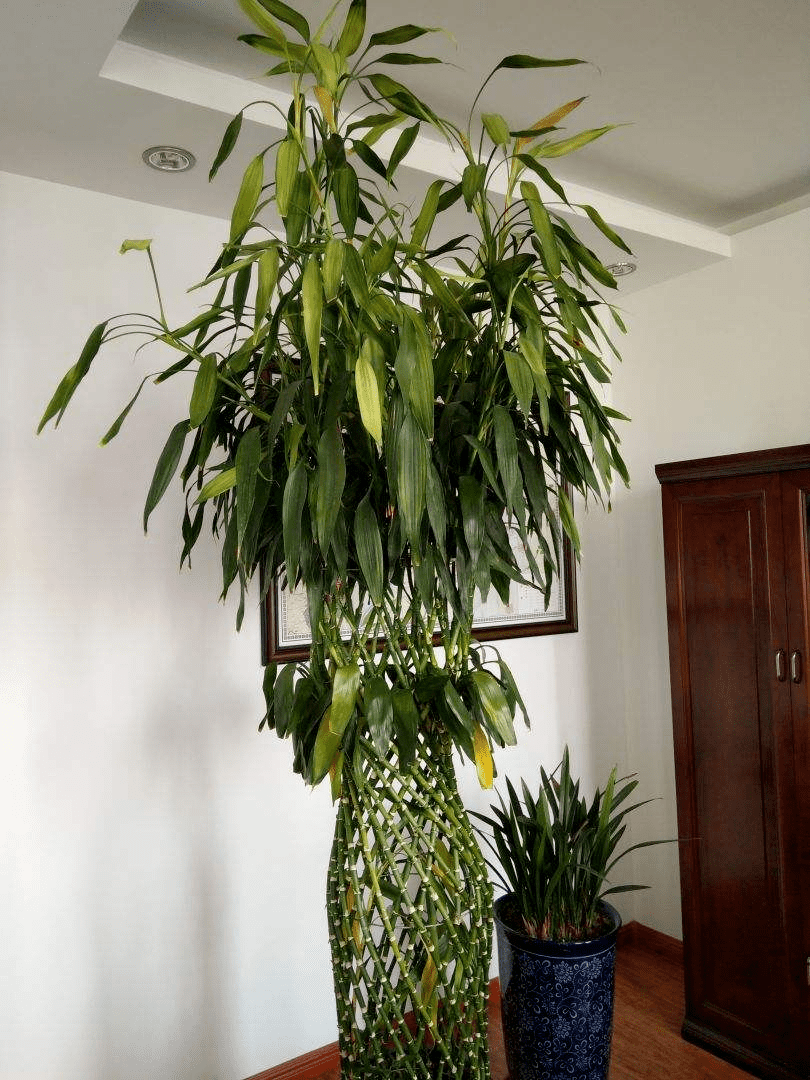 平安竹盆栽(平安竹怎么水养)-百科学社