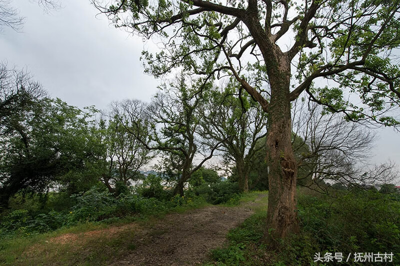 江西疏山寺风水(江西风水大师)