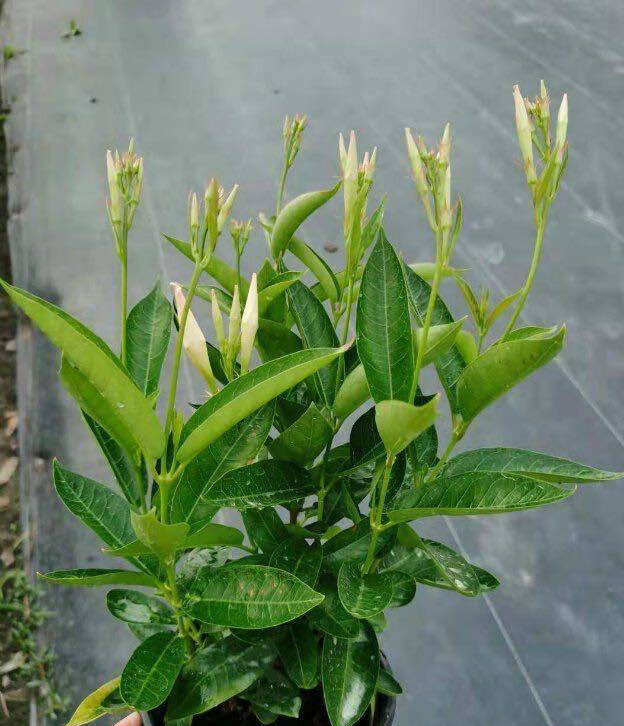 飘香藤种家里阳台影响风水吗(露台或是院子里养一棵它)-百科学社