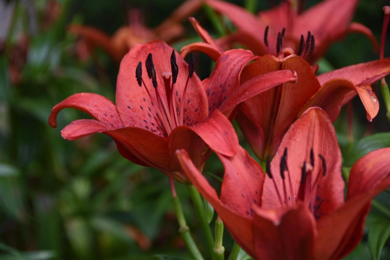 百合怎么是红色的红色的百合叫什么名字