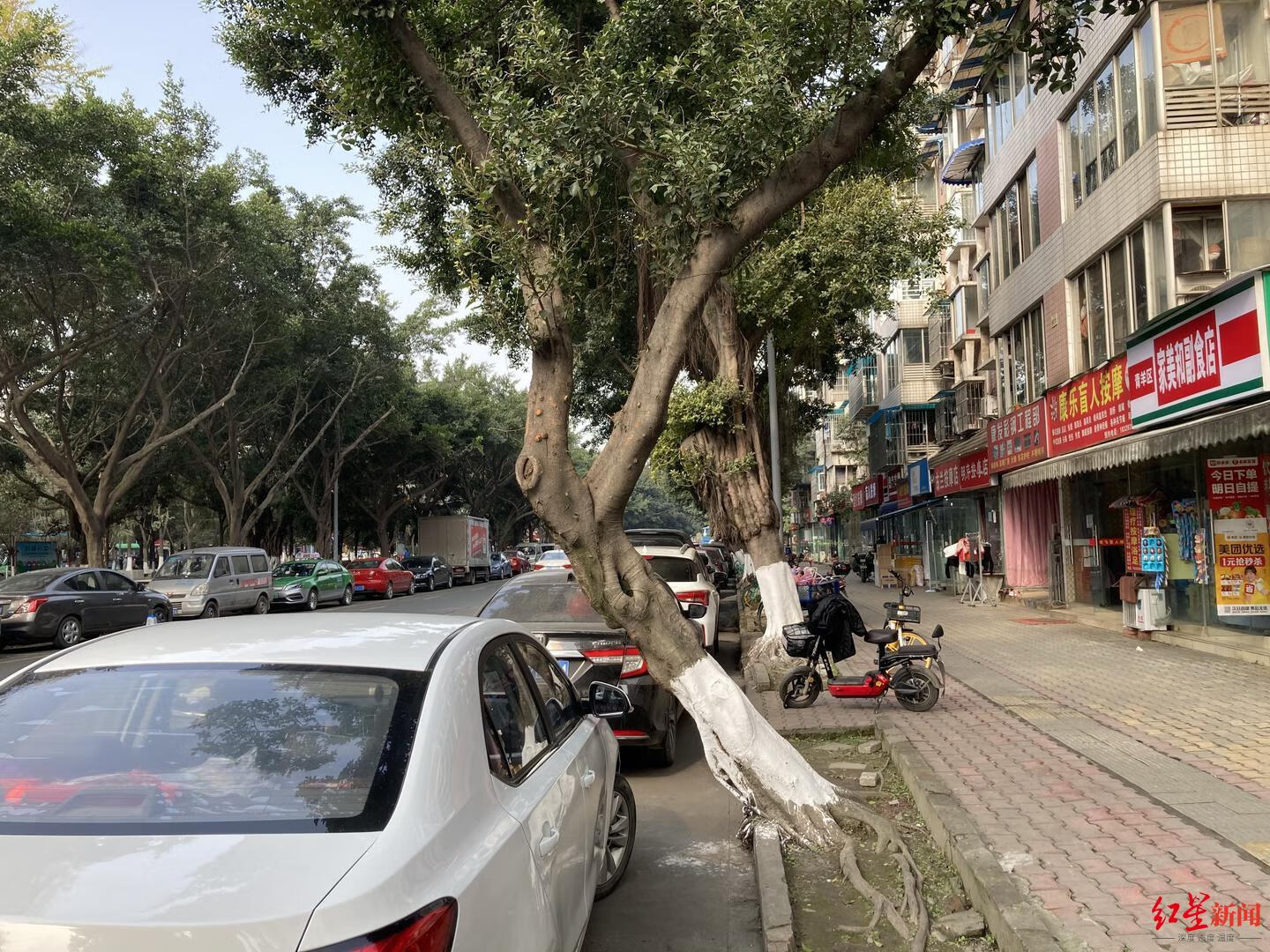 门面房前有棵树怎么破风水(一棵树正对商铺门中间怎么破)