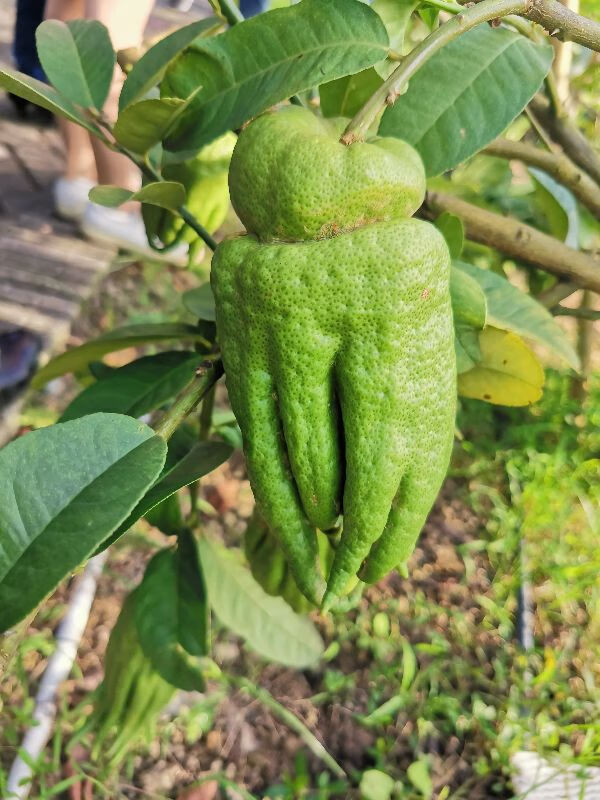 植物保护就业方向(植物保护专业就业的前景)