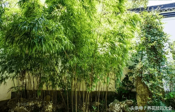 紫竹庭院风水(紫禁城的风水格局)