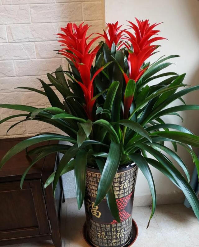 18大"吉祥花",建议至少养一盆,旺家旺财运,吉祥又大气