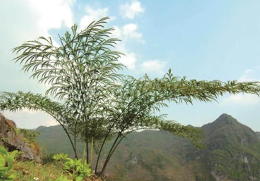 植物界的活化石是什么(什么被称为植物界的活化石)