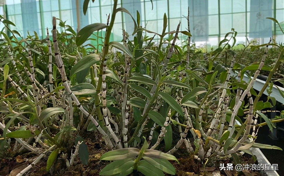 石斛市场价格(一般的石斛市场价是多少一斤)