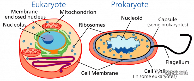 原核细胞和真核细胞的区别有哪些(原核细胞和真核细胞都有什么)