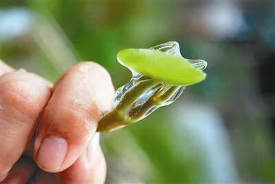 莼菜价格
