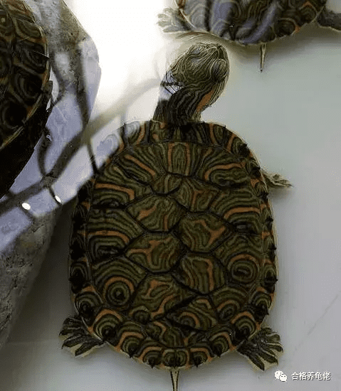 什么叫错甲龟错甲龟为什么不好