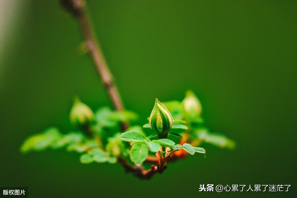 感悟人生经典说说，回过头来再喝白开水