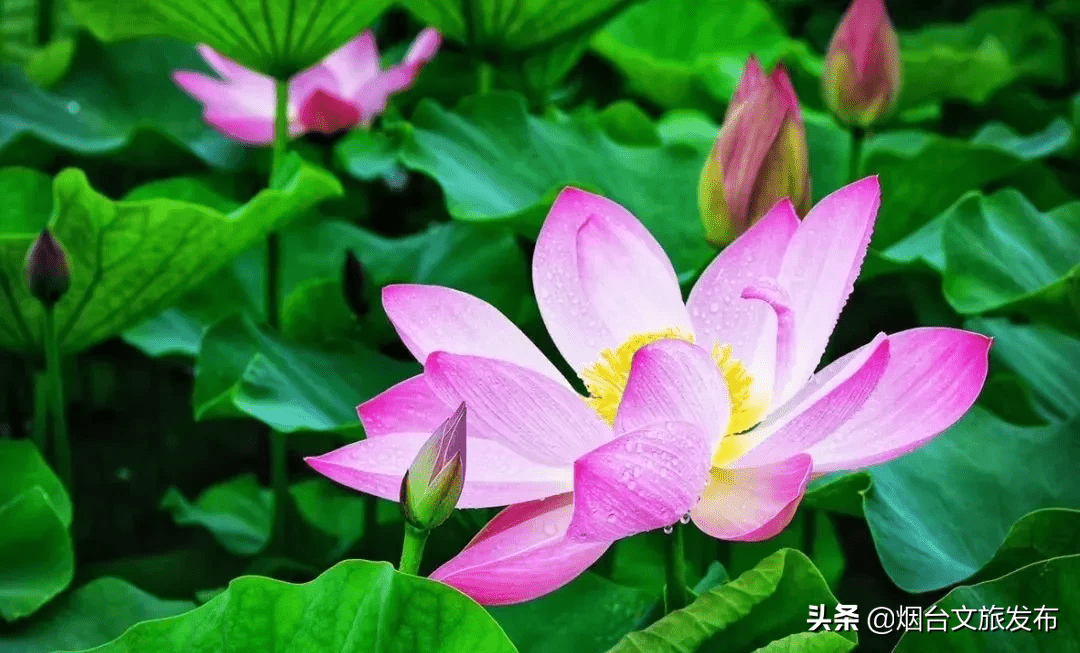 荷花什么时候开放时间几点