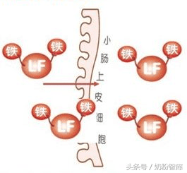 高钙奶粉有哪些?(含钙高的奶粉)