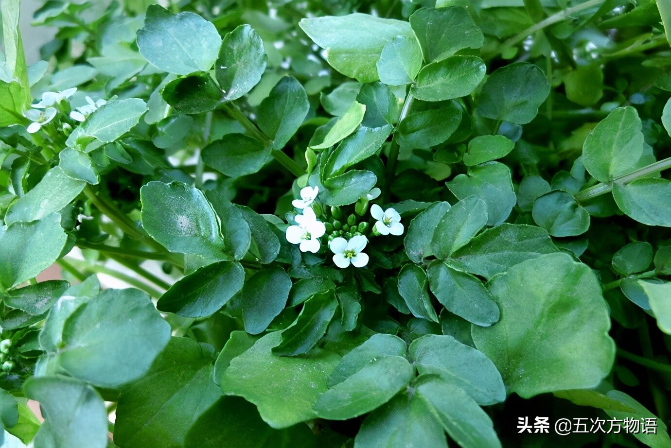 十字花科蔬菜有哪些(十字花科常见蔬菜)