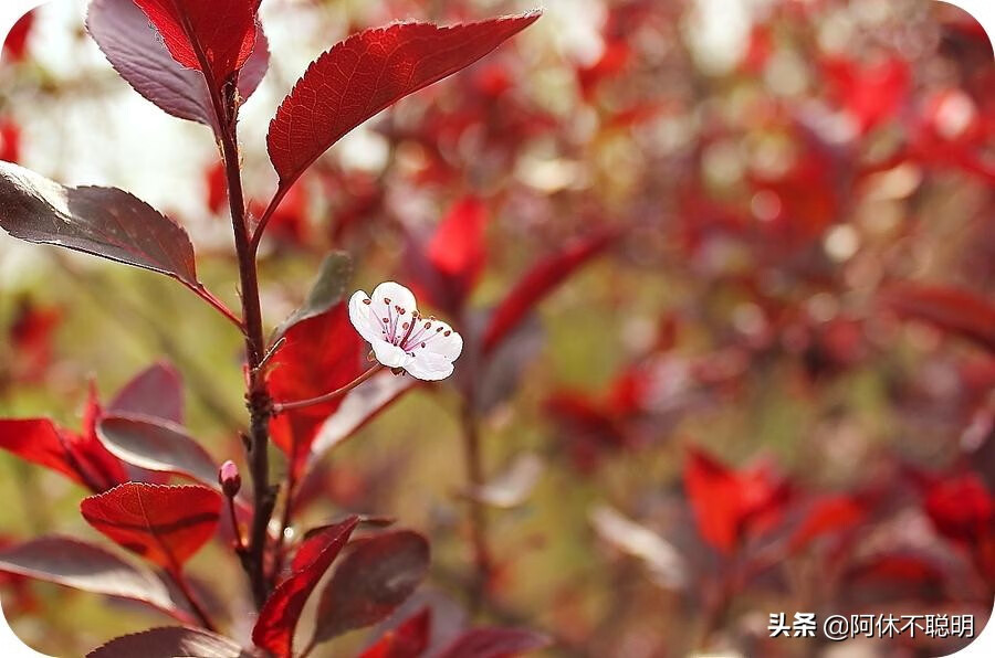 别名:樱桃李,紫叶李2 红叶李风水寓意:遍地黄金四季常青,对有害气体的