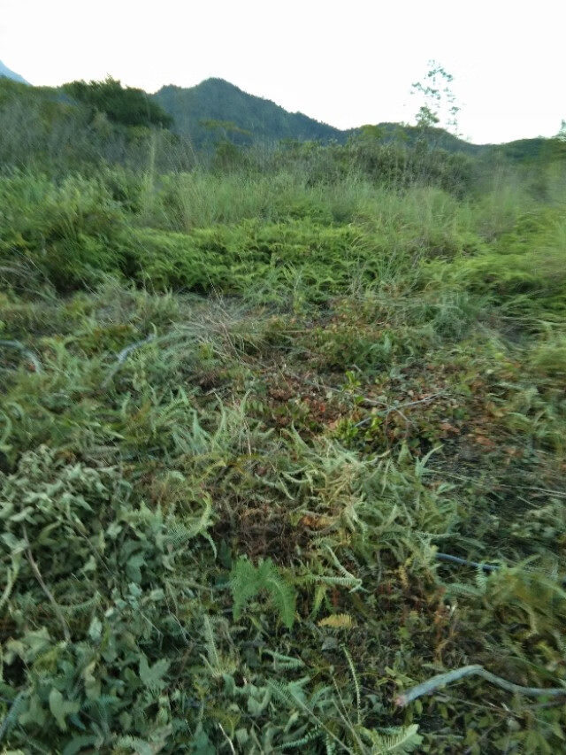 风水先生呼龙口诀(呼龙口诀)