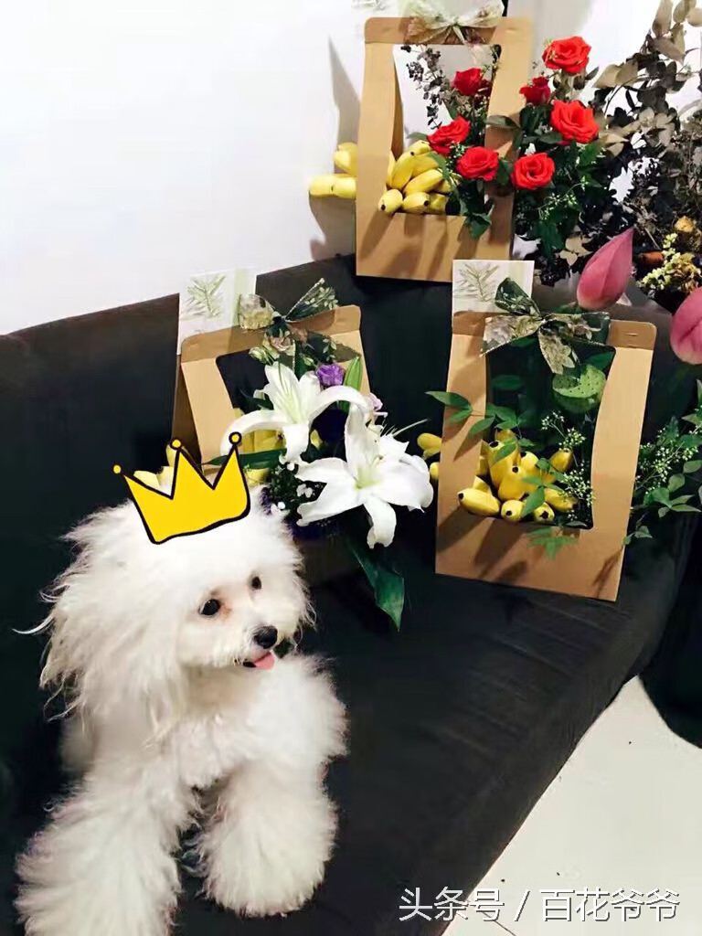 什么植物防辐射是真的吗(哪些植物防辐射效果好)