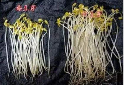 毒韭菜是怎么回事(韭菜粗壮是毒韭菜吗)