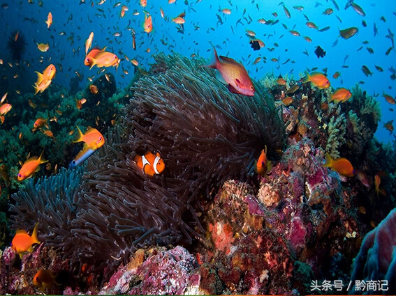 风水金鱼颜色和数目(养鱼的数量和颜色有什么讲究)