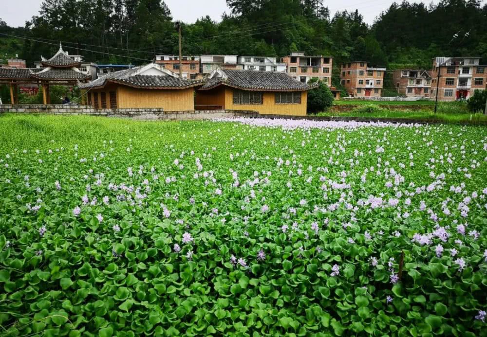 贵州最好风水是哪里宝地(贵州大方风水宝地图片)