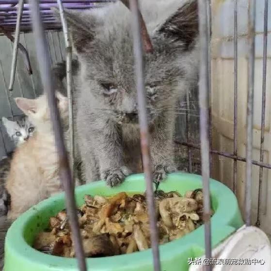 12315可以投诉交易猫吗(交易猫卖家被申诉)