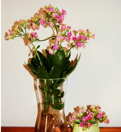 可以在水里养的花(水里面什么最好养)
