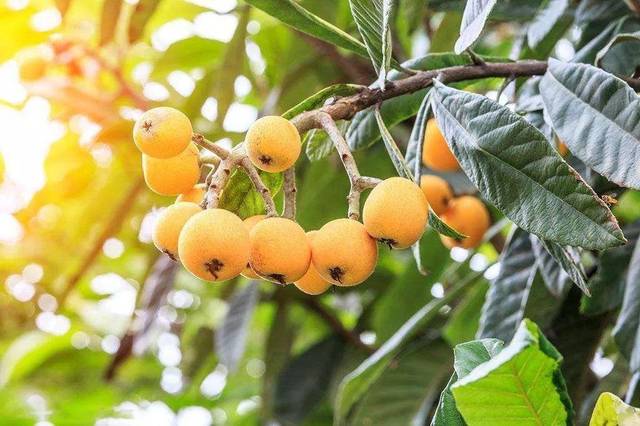 枇杷树图片(法国枇杷树图片)