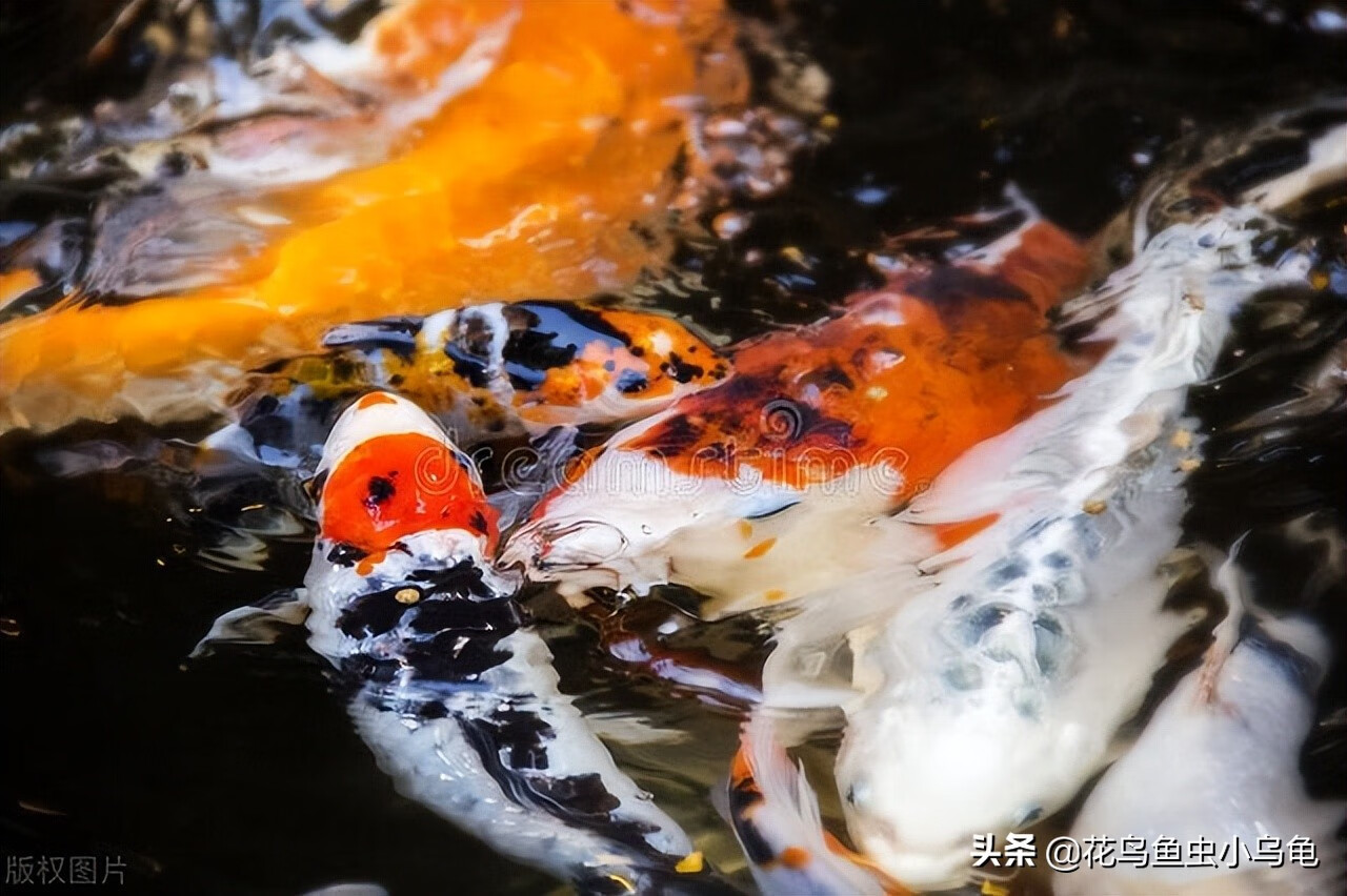 锦鲤鱼风水鱼养几条好锦鲤风水鱼养几条好旺财