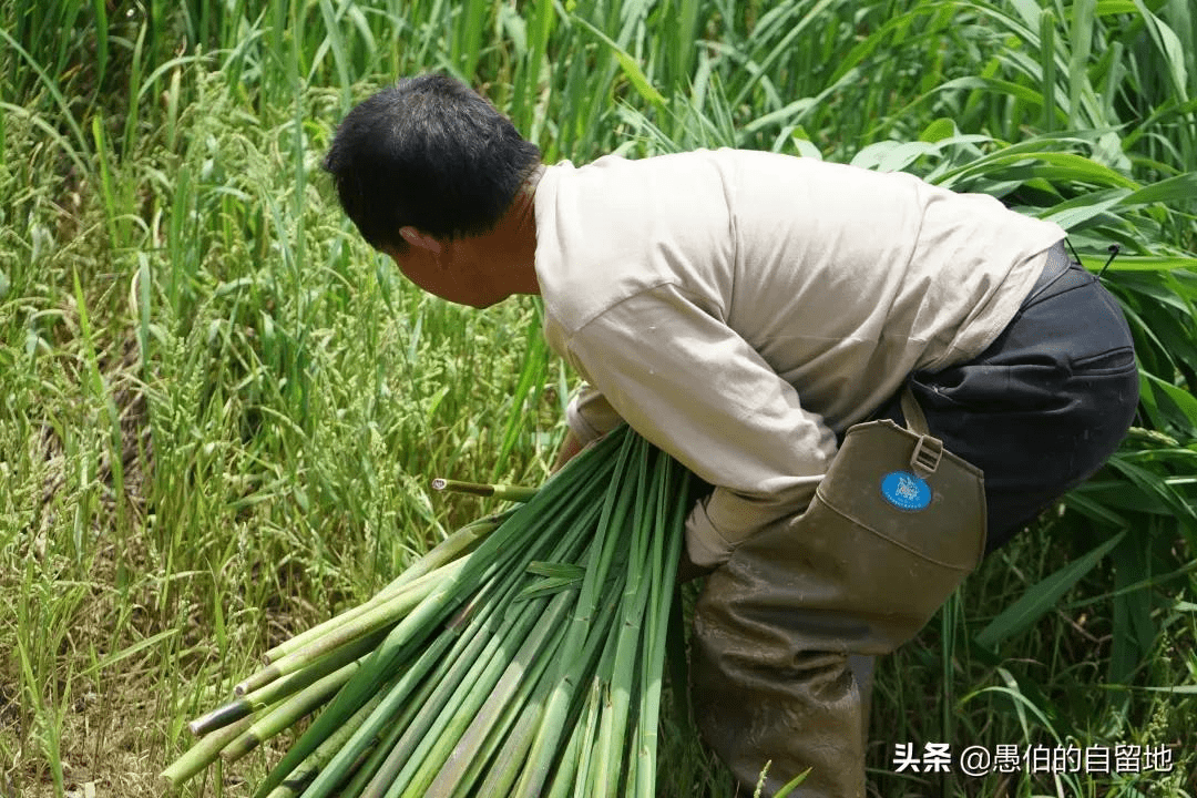 蒲菜是什么菜(蒲菜吃哪个部位图片)