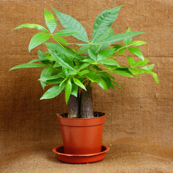 元宝树和发财树哪个好养(元宝树开花的寓意风水)