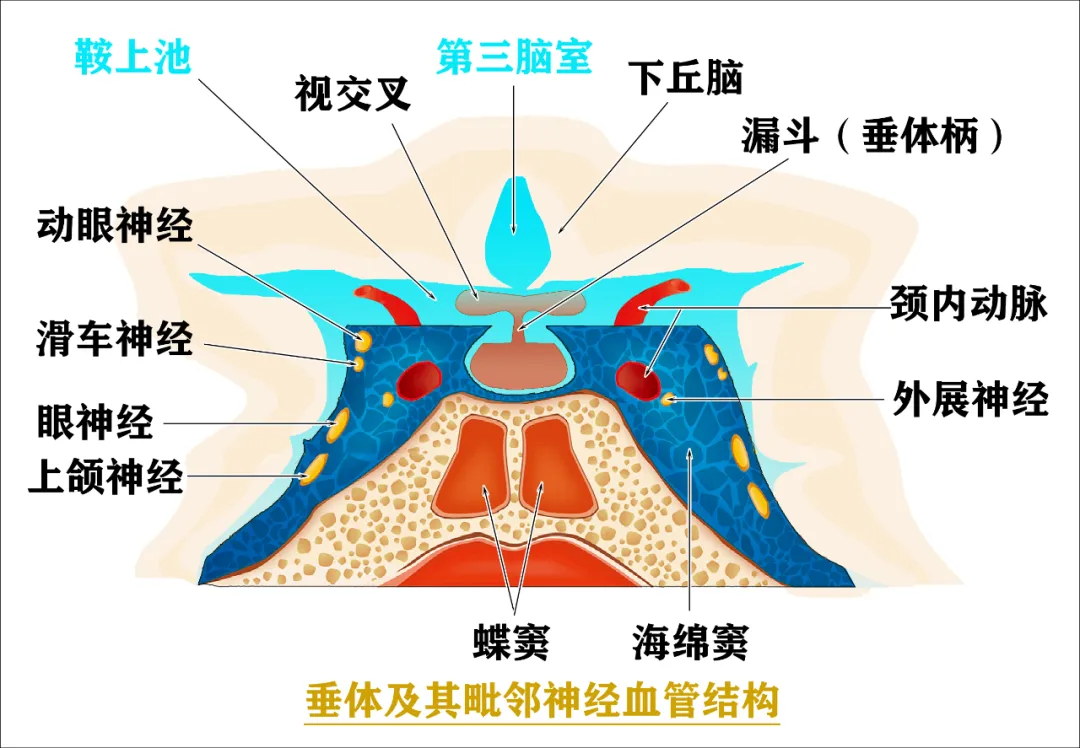 脑垂体的作用和功能(脑垂体干嘛用的)