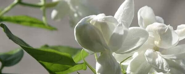 茉莉花怎么养才能开花