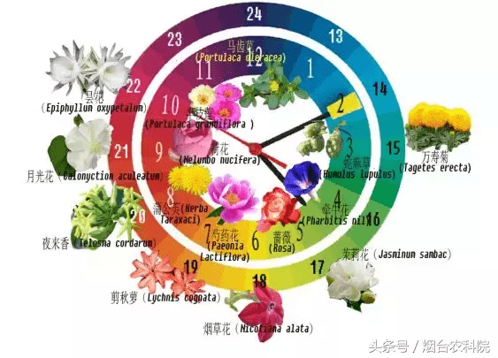 喇叭花什么时候开放(喇叭花是什么季节开花的)