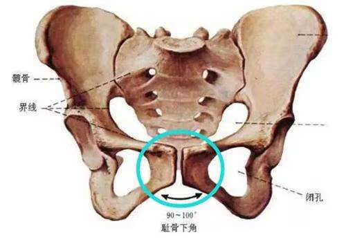 孕妇耻骨位置图表示(孕妇耻骨是哪个部位图片)