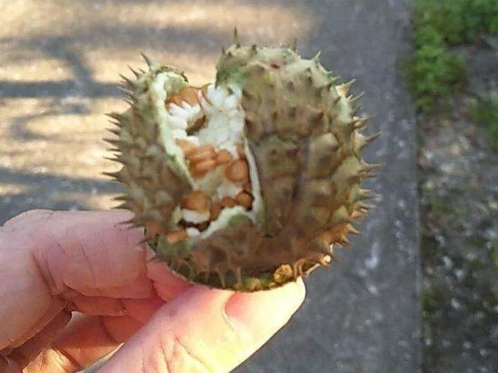 有毒的花有哪些(有毒性的花有哪些)