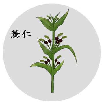 生薏苡仁与炒薏苡仁的区别(生薏米和生薏苡仁)