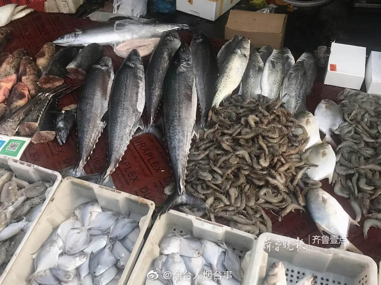 大耳馬鮫魚 鮁魚(