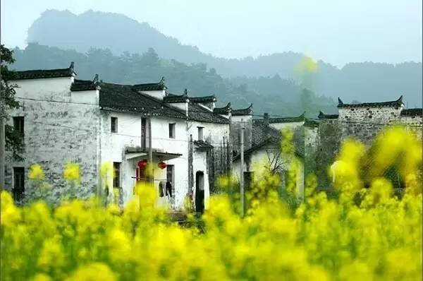油菜花的诗句(到底什么是油菜)