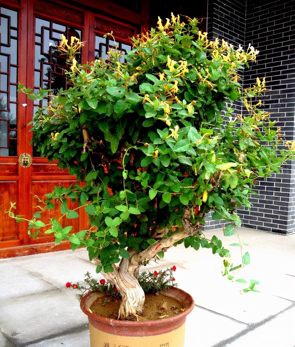露台种金银花风水好不好(阳台栽金银花风水好吗)-百科学社