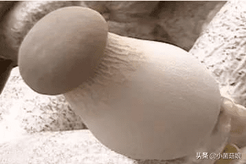 真姬菇的功效与作用(怎么看真姬菇煮没)