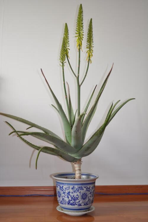 芦荟怎么养开花(芦荟植物怎么养)