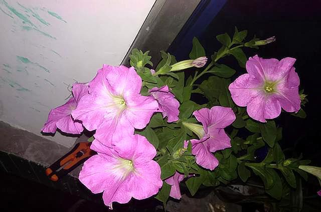 过期牛奶可以浇花么(没喝完的牛奶可以浇什么花)
