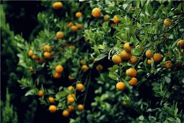 农村院宅墙外种一片花风水解说(一墙宅)