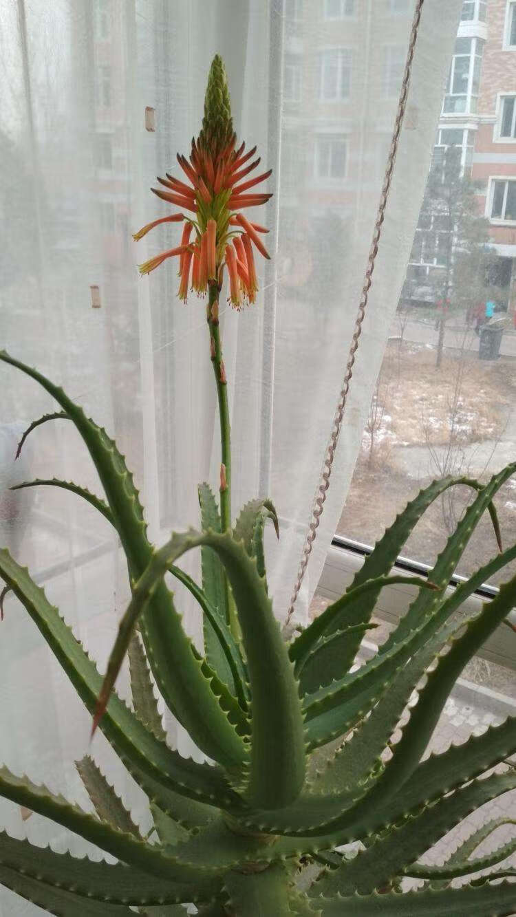 芦荟怎么养开花(芦荟植物怎么养)