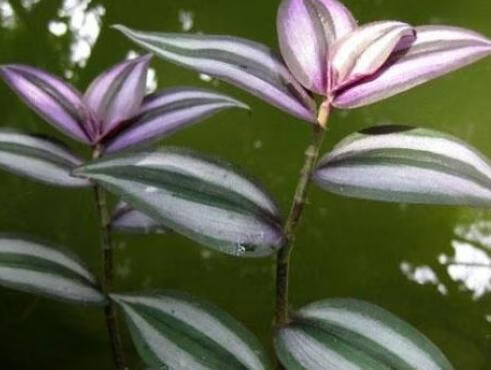 吊竹梅放在家里风水(吊竹梅能放在卧室吗)-百科学社