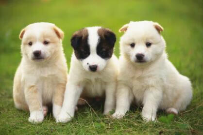 宠物狂犬疫苗价格(狂犬疫苗一针多少钱)