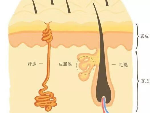 去黑头的最佳方法(去黑头的有效方法)