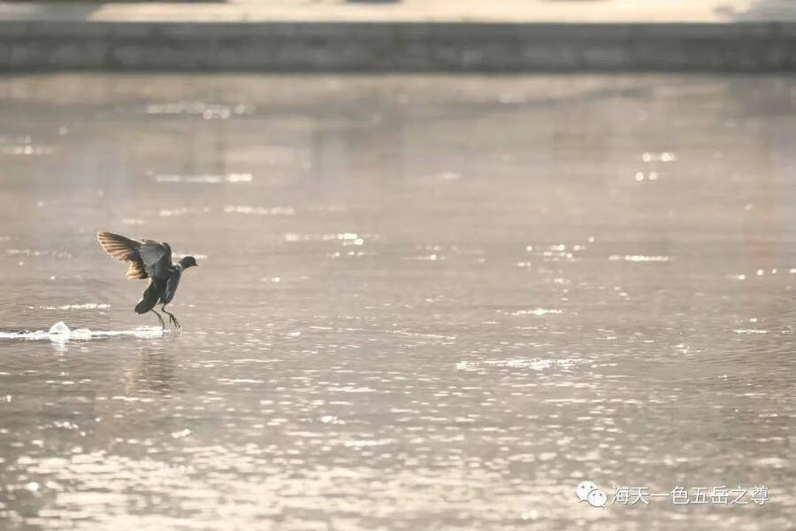 什么的水暖鸭先知(为什么春江水暖鸭先知)