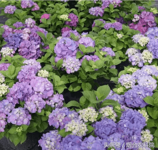 喇叭花什么时候开放(喇叭花是什么季节开花的)