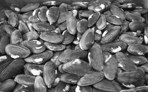 美食|沙螺~iloveyou海鲜之歌